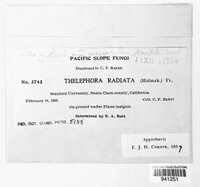 Thelephora caryophyllea image